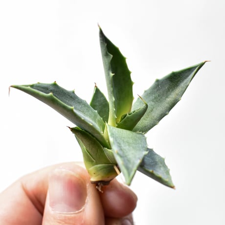 アガベ ハイブリット "邪霊" (特白肌怒雷神×血妖) 【台湾botanical_seeker産】RF25011589