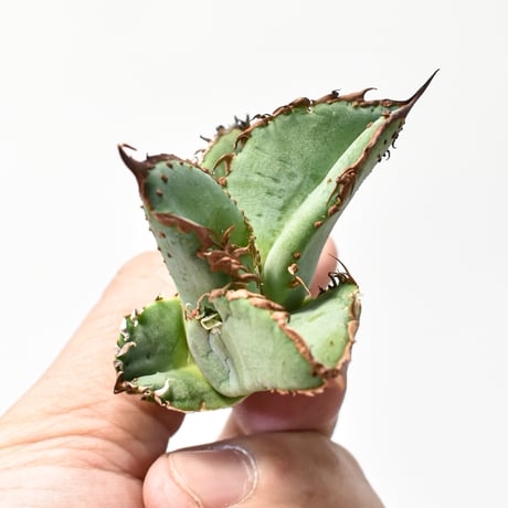 アガベ チタノタ "麻花" 【台湾huplants2010産/子株販売】RF25011617