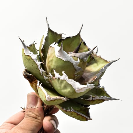 アガベ チタノタ  精品シャークソード "精品鯊魚劍" 【台湾 dragon agave産/中株/抜き苗】C96