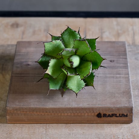 アガベ ホリダ（抜き苗）【早い者勝ち！輸入したばかりのスペシャル株！数少ない貴重な大人気株の良血統・良型！】RF222305