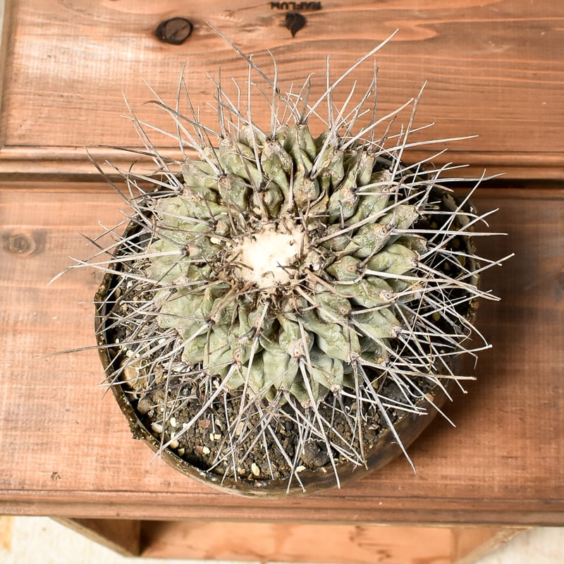 サボテン　テロカクタス　大型鶴巣丸　実生　※鉢のまま発送 RAFLUMコレクション】テロカクタス ニドゥランス 