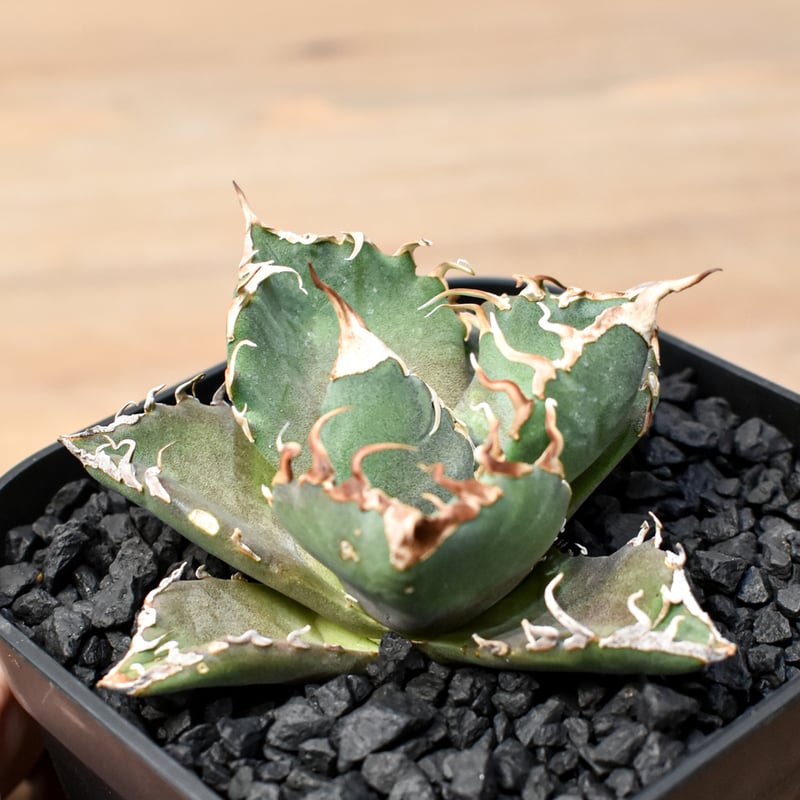 アガベ チタノタ ゼウス 