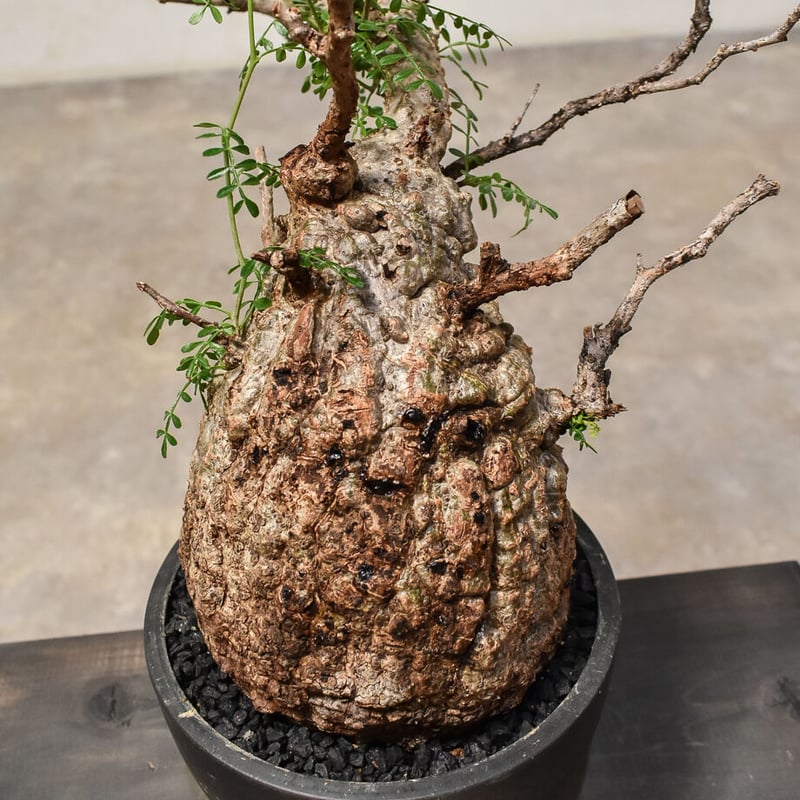 パキポディウムグラキリス 超良形 コレクション 丸株 赤肌 現地球 パキポディウム グラキリス 超良型 パキポディウム-グラキリス