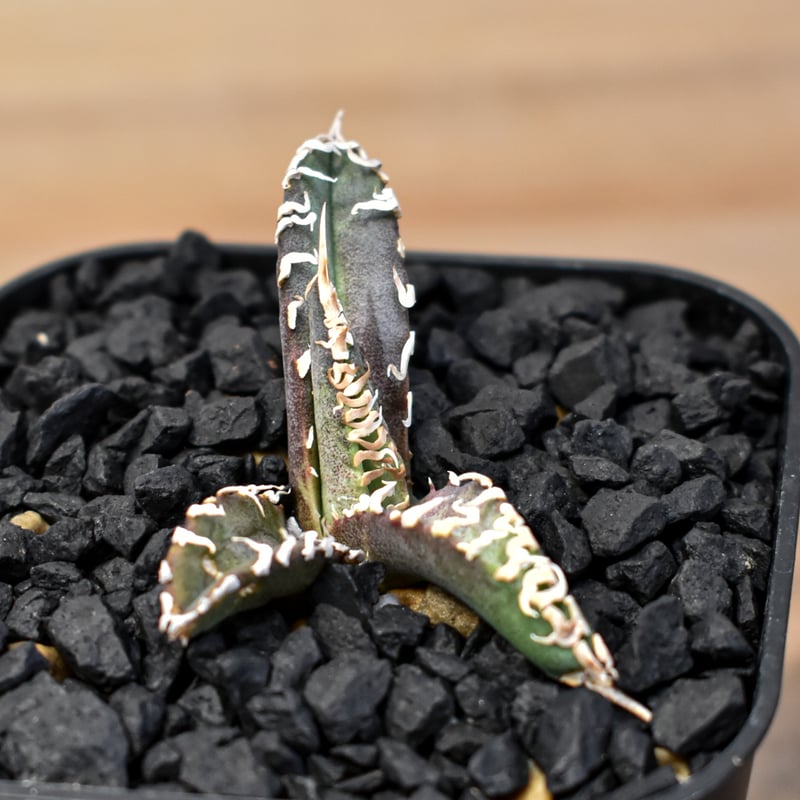 アガベ　EUゴジラ 大幅値引中】親株サイズ EU ゴジラ アガベ チタノタ - メルカリ