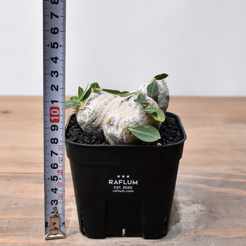 【連休限定SALE】恵比寿笑い 2 ブレビカウレ パキポディウム 現地球 パキポディウム ブレビカウレ 