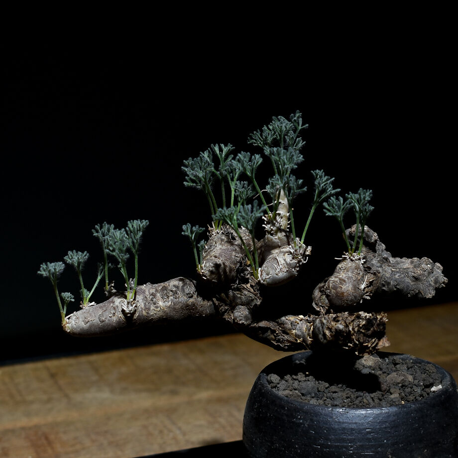 ち*む様 サルコカウロン ムルチフィズム サルコカウロン ムルチフィズム 