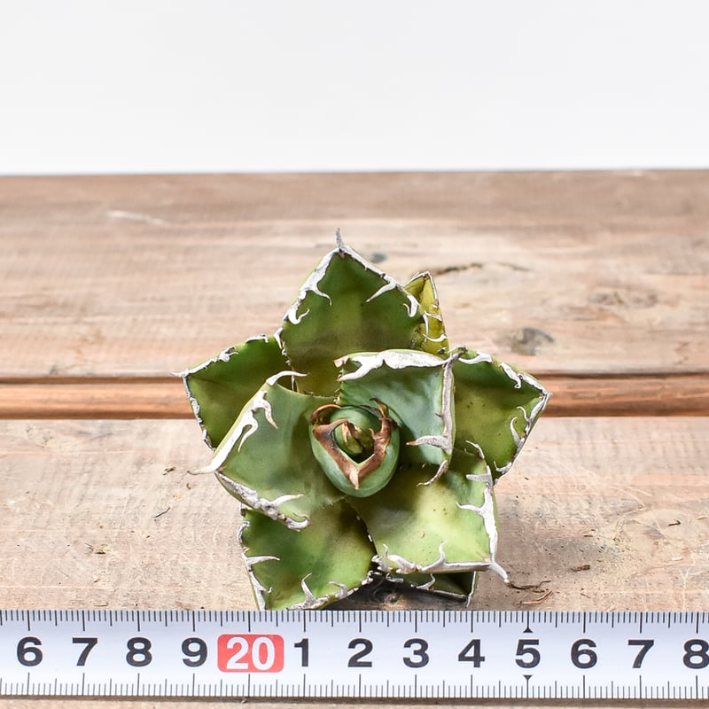 アガベ チタノタ 