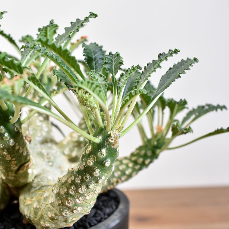 ドルステニア　ラブラニー　大株　美株 ドルステニア ラブラニー 大株 貴重 園芸ネット本店｜ドルステニア