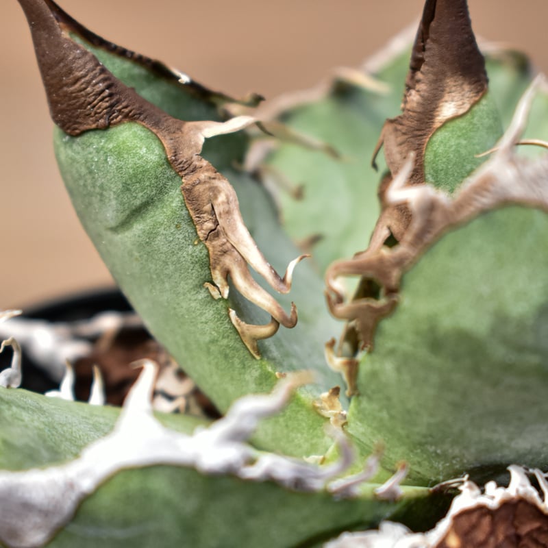 アガベ チタノタ DENNIS007【台湾 DENNIS007産/発根済み/中株】A