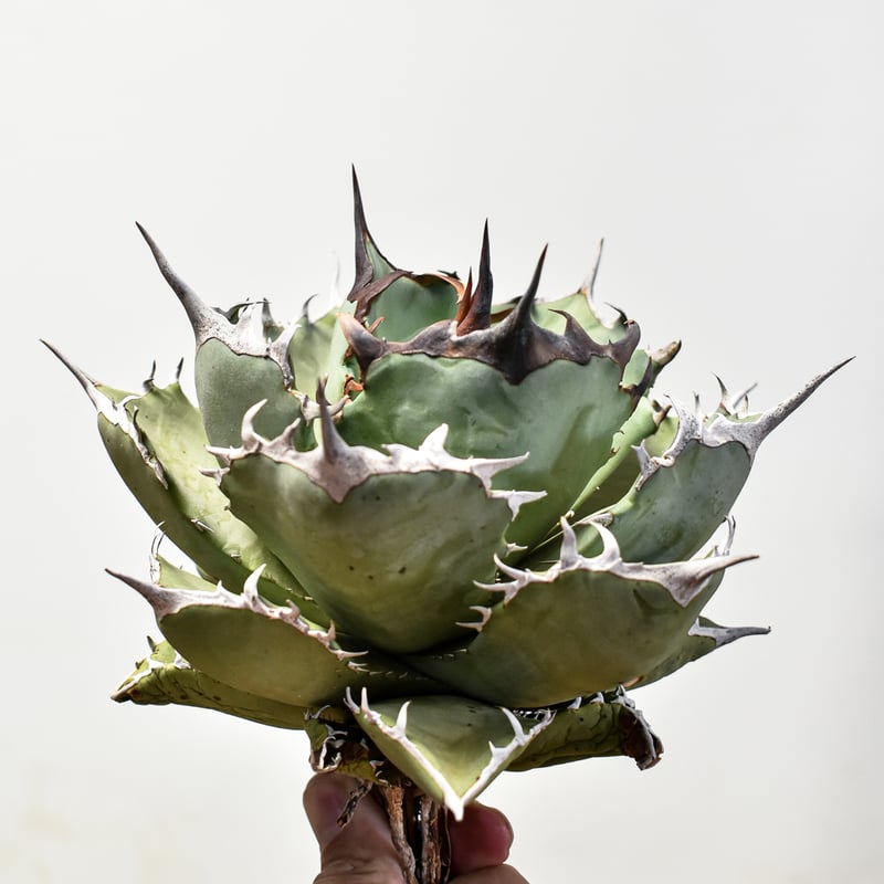 アガベ チタノタ フェニックス 