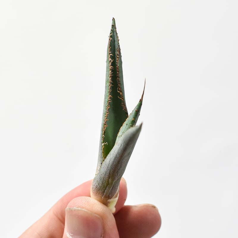 アガベ 