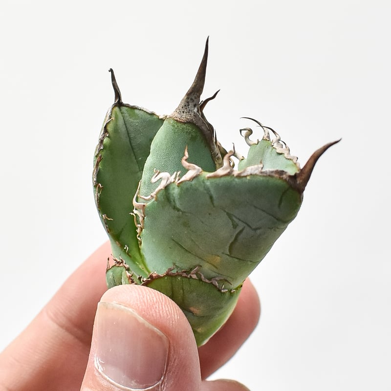 アガベ　チタノタ　白悪魔　Solo agave産 アガベ チタノタ 白悪魔】 悪魔くん2号。 台湾solo産 6ドアーズさん