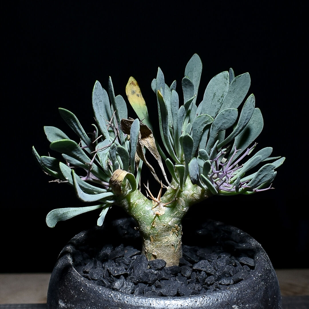 ひで様専用 ユーフォルビアホリダ 特白タイプ美株 【公式通販】