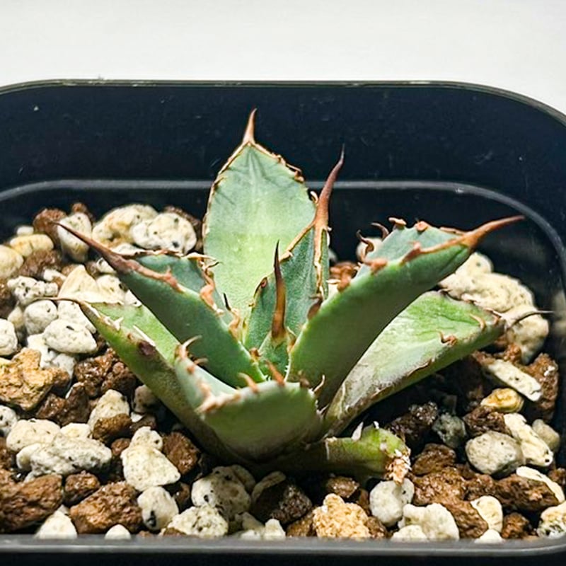 Dennis hybrid 黑帝斯x妖炎 /ハデス×エボリスピナ 【台湾DENNIS産】RFD