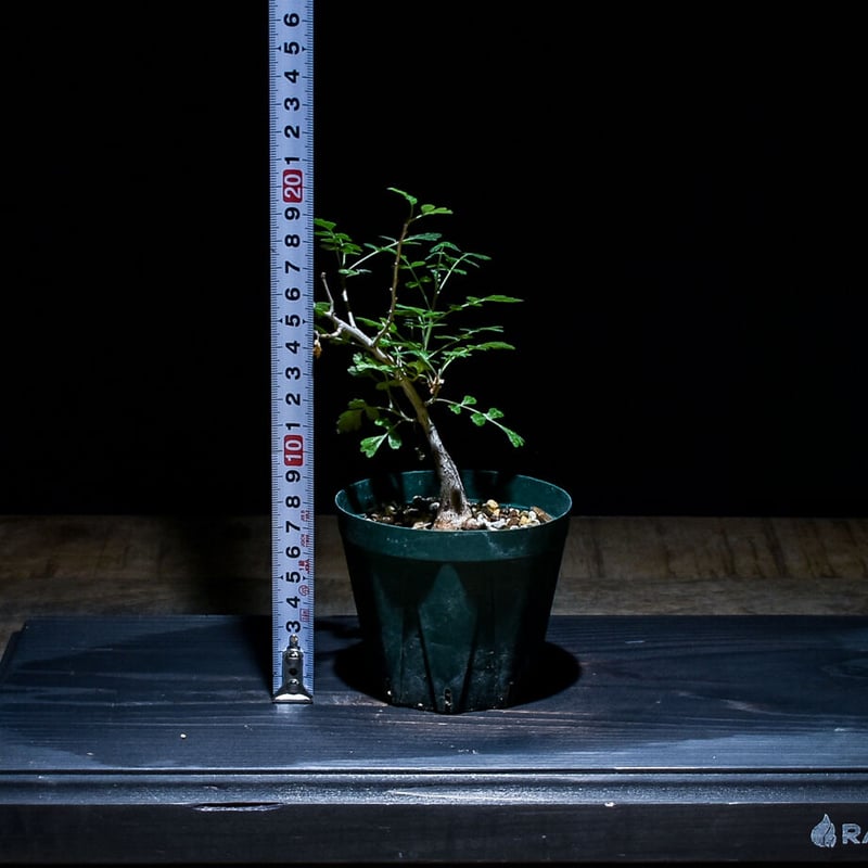 F パキコルムスディスカラー　象の木　実生株 わさわさしてきた、実生の象の木（パキコルムス・ディスカラー