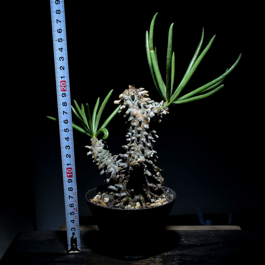 チレコドン ワリチー　超特大　発根済み株　赤肌　レア fit=scale-down,w=1200