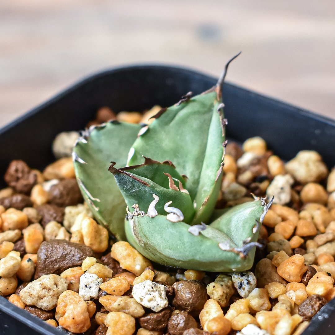 レア☆台湾産☆アガベ チタノタ 魔花 冰雹ぶつぶつ ドラゴンアガベ 魔