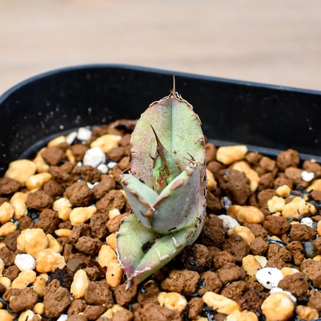 【RAFLUM育成株 5個セット】アガベ Mexico oteroi seeding / オテロイ実生 メキシコ産  【RAFLUM産/実生/子株】F2