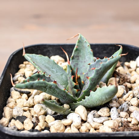 アガベ ハイブリット "邪霊" (特白肌怒雷神×血妖) 【台湾botanical_seeker産】B RF25011745