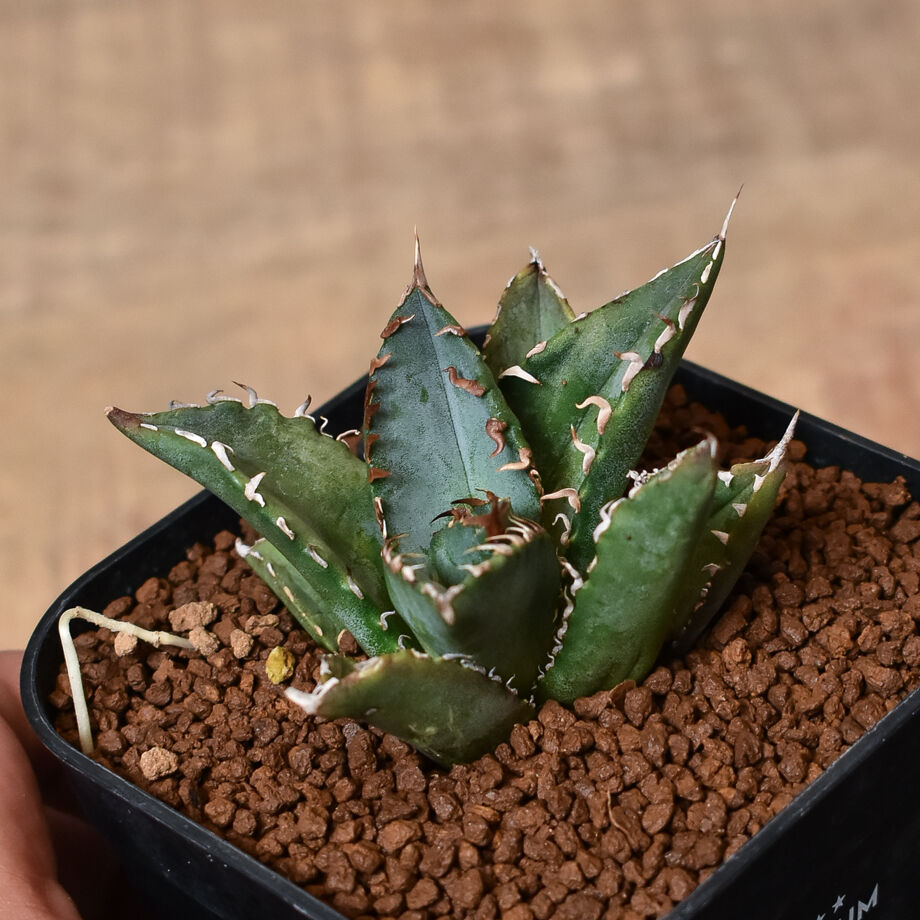 アガベ チタノタ 