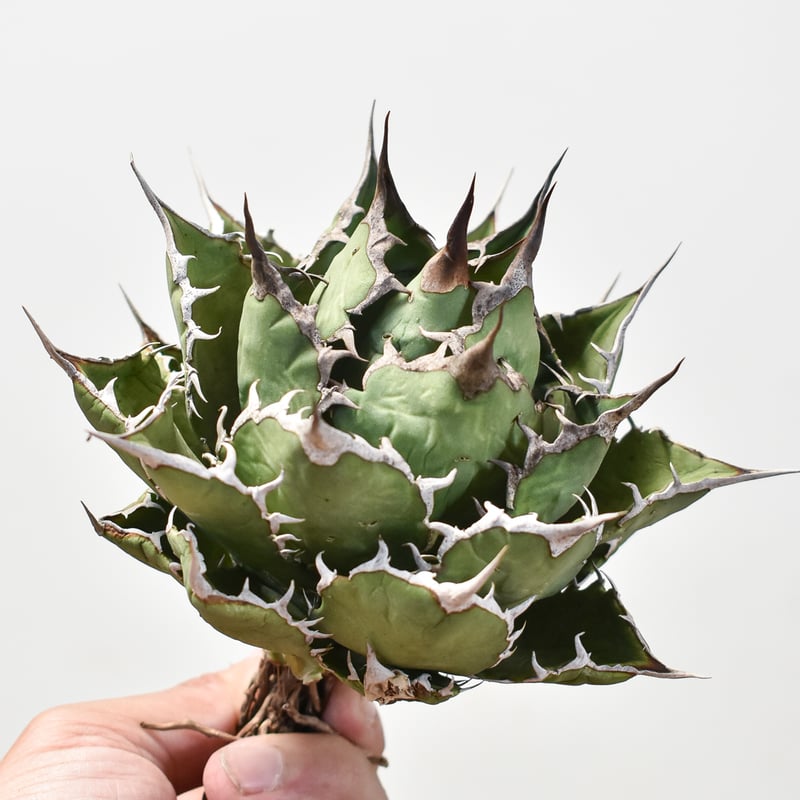 アガベ チタノタ 