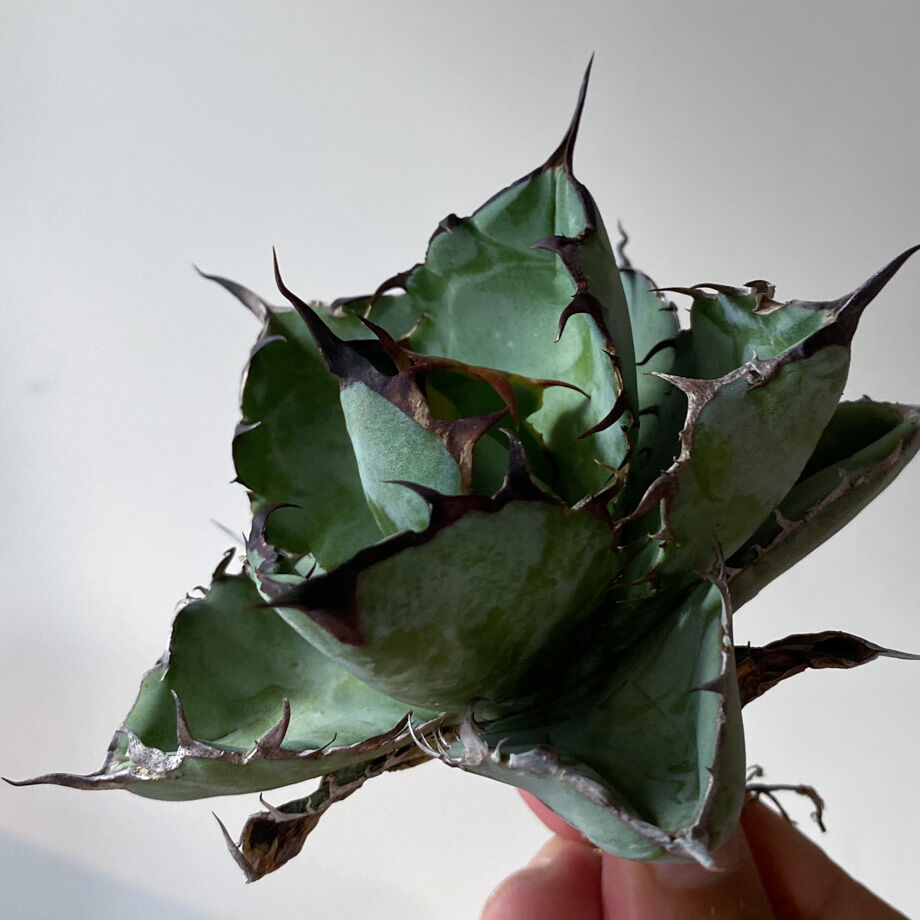 631820864ba8b43bf5a77dd2