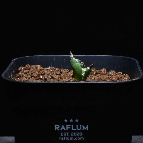 アガベ チタノタ 白鯨  (発根済み/子株) RF230035
