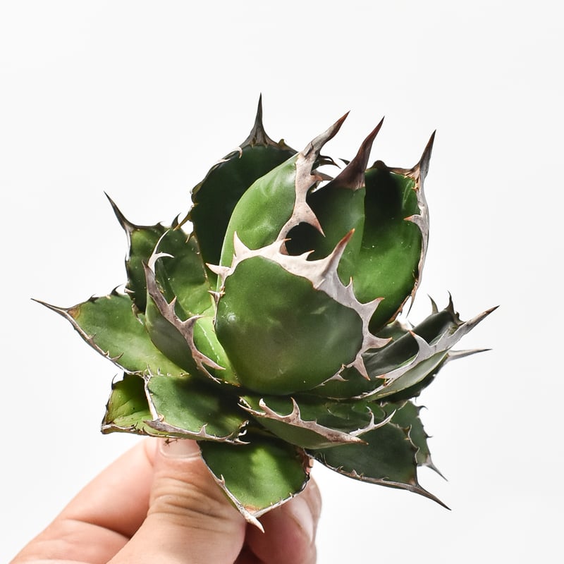 アガベ ホリダ 選抜株 強棘 陽炎 特選】アガベ ホリダ 強棘 陽炎