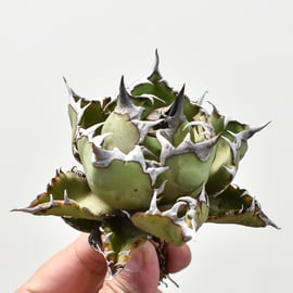 5月12日(日)20:00~】アガベの希少種！大白鯊、毒蛇、担克を販売