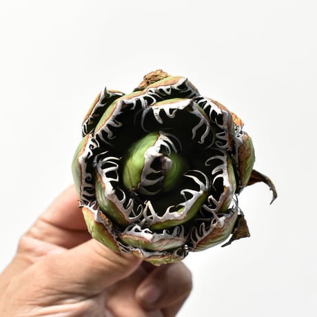 アガベ 精品ホリダ "精品狂刺霍利達"【台湾 dragon agave産/中株/抜き苗】C136