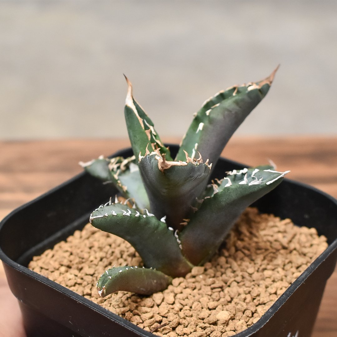 アガベチタノタホワイトファイヤー親株子株付検WV 冰雹金蟬麻花龍