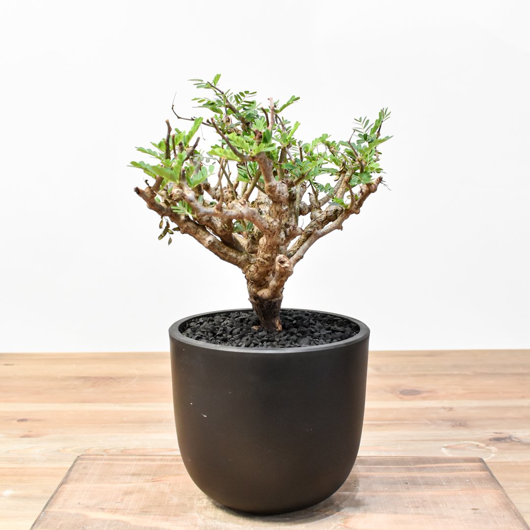 センナ メリディオナリス 【発根済み】RFKN25010878 | RAFLUM