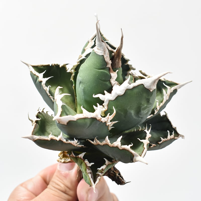 Agave titanota 【狼人】　コレクション株　中株 アガベ チタノタ 