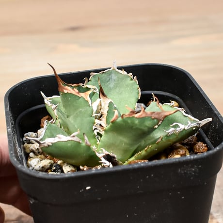 アガベ レア 台湾の星 フォルモサ スター 発根済み イシスメンシス ポタトラム アガベ レア 台湾の星 フォルモサ スター 発根済み