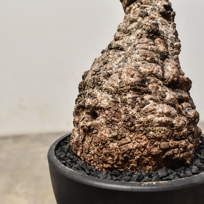 オペルクリカリア パキプス （発根済み）RF231573 | RAFLUM / ラフラム