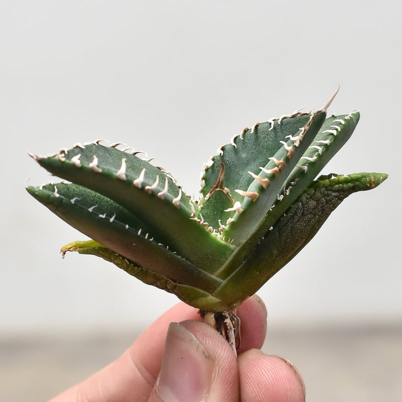 アガベ　チタノタ　南アフリカダイヤモンド　SAD アガベ チタノタ 南アフリカダイヤモンド 