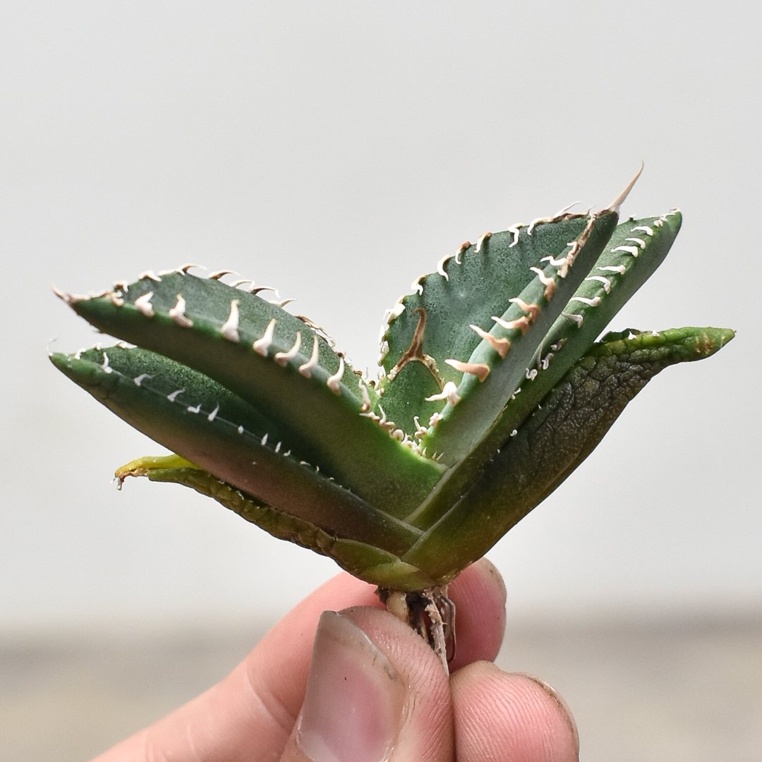 【標本株】SAD 南アフリカダイヤモンド　アガベチタノタ アガベ チタノタ 南アフリカダイヤモンド 