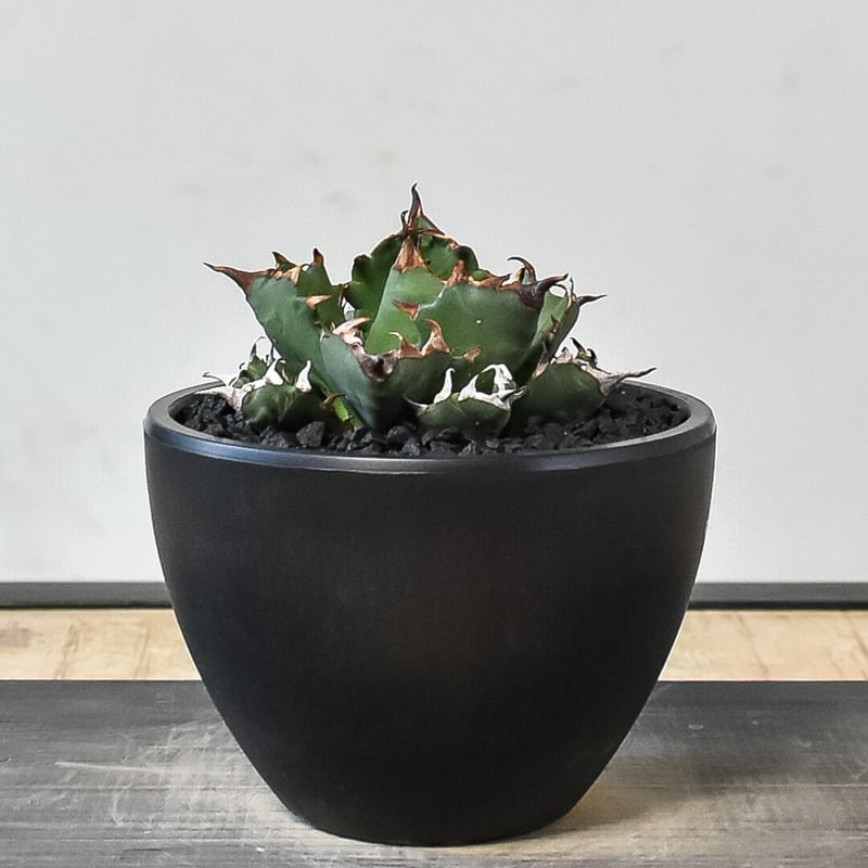 アガベ チタノタ ドワーフ 