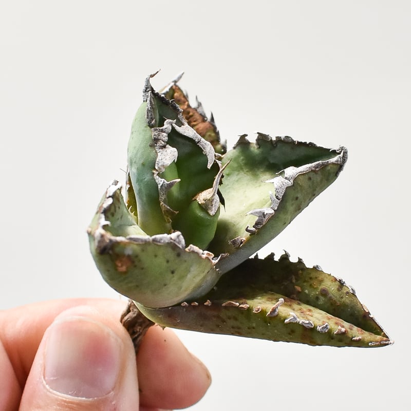 アガベ5株セット　狼人　大白鯊　オアハカ子株　星空　スーパーチタノタ アガベ5株セット 狼人 大白鯊 オアハカ子株 星空 スーパーチタノタ