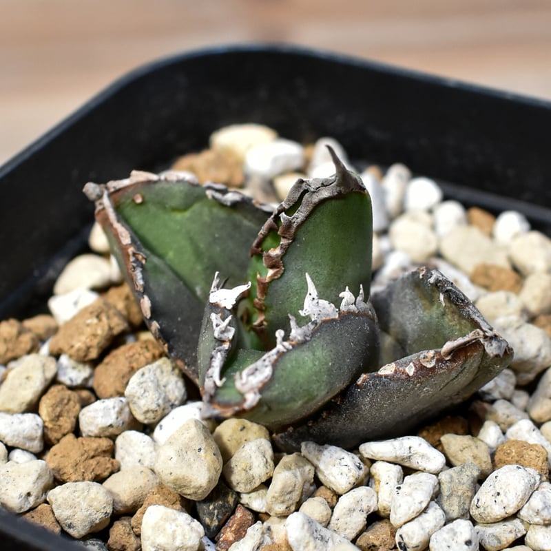 アガベ チタノタ 