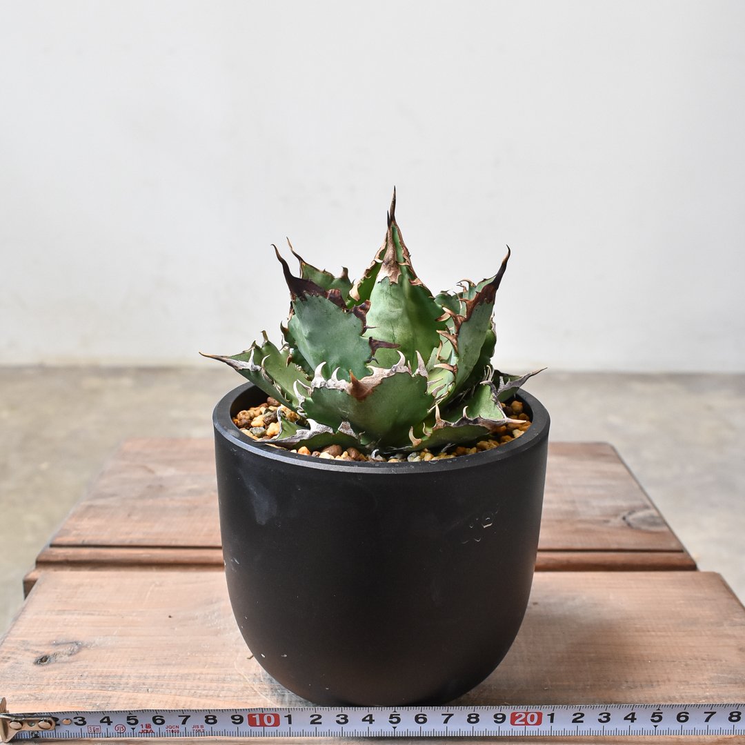 fit=scale-down,w=1200