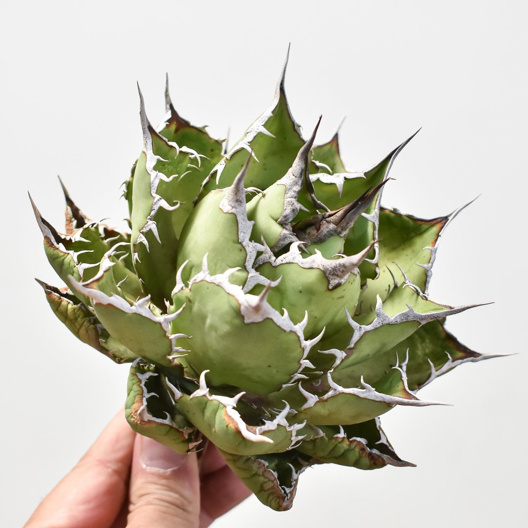 “赤猫”【Dragon Agave 輸入株】 アガベ チタノタ [M02] 赤猫”【Dragon Agave 輸入株】 アガベ チタノタ [M02]