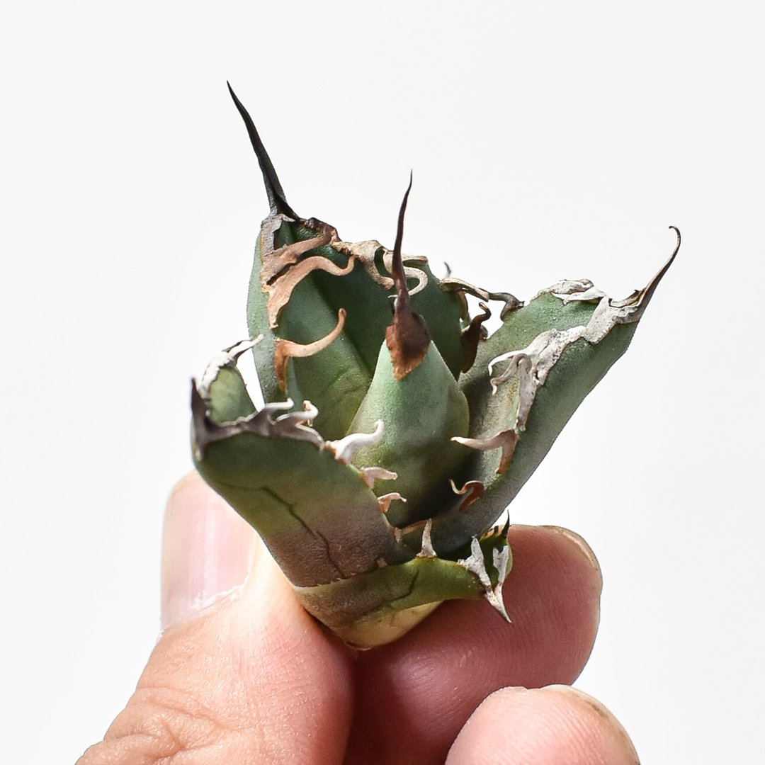 アガベ チタノタ Dennis020 子株 発根済 アガベ Dennis 達磨 子株