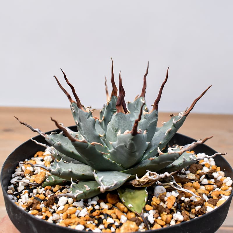 アガベ Dennis hybrid 妖炎X甲妖 /エボリスピナ×（イシスメンシス