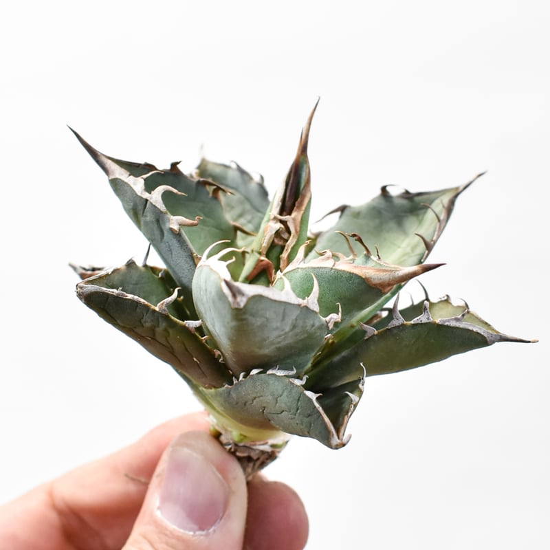 国内実生最高峰】アガベ オテロイ【OSPセレクト株 / 抜き苗 / 実生】7