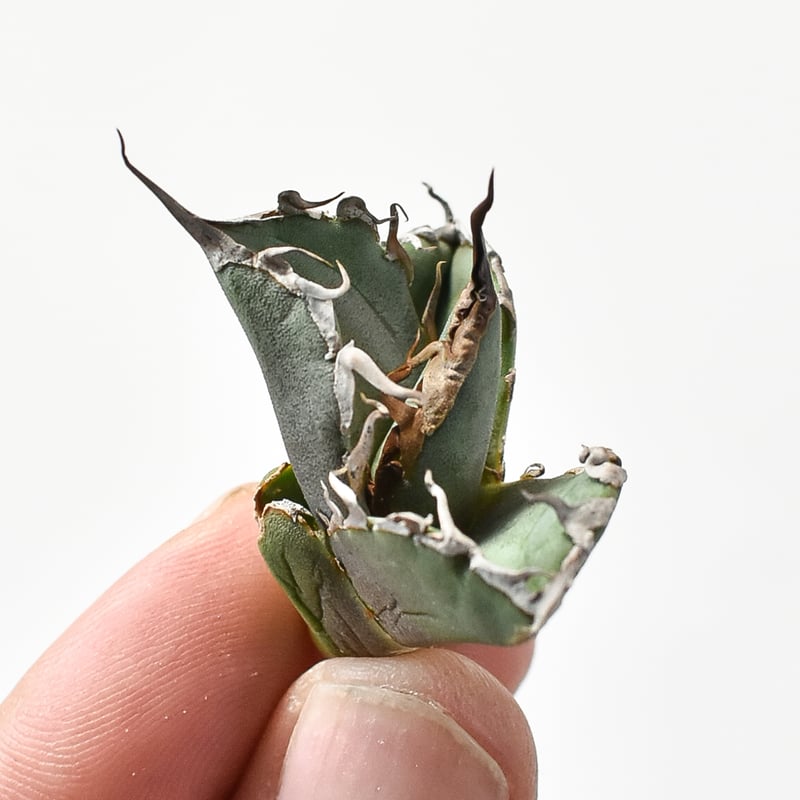 アガベ チタノタ DENNIS020【台湾 dragon agave産/抜き苗/子株】B D