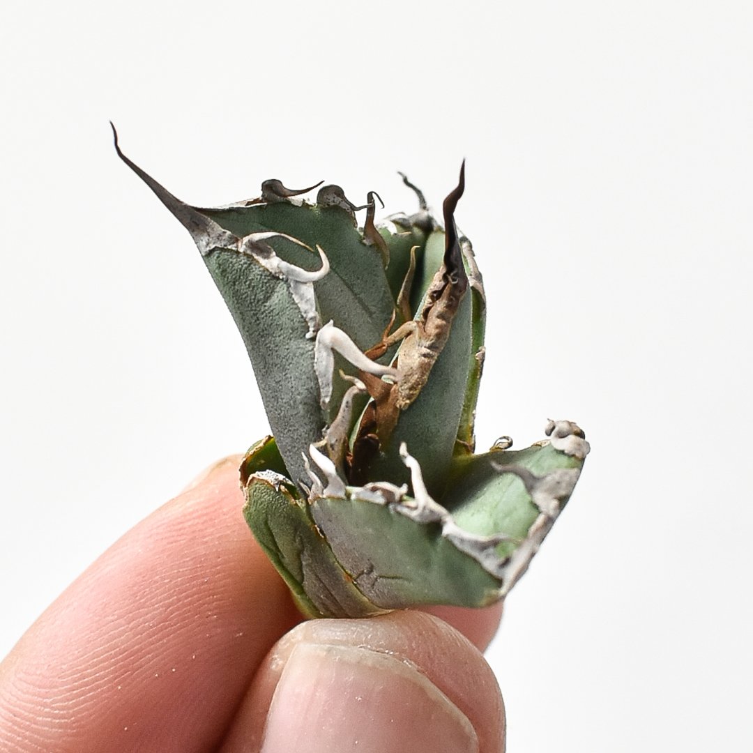 アガベ チタノタ DENNIS020【台湾 dragon agave産/抜き苗/子株】B D