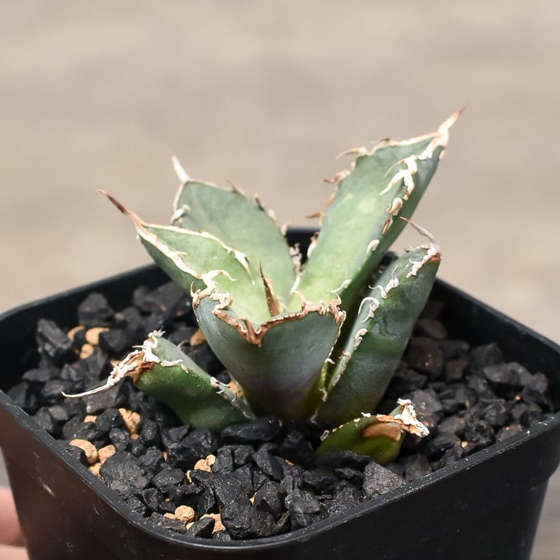 アガベ fo076 old チタノタ　オールド アガベ fo076 old チタノタ オールド アガベ チタノタ FO-076