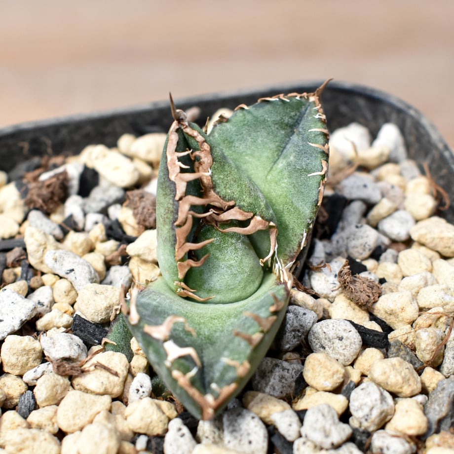 6979d20de533d01f184ac7de