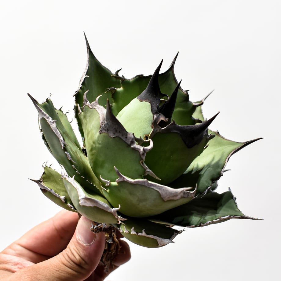 6a2329e4d34c9c2842922b0c